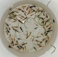 Caridina mix 2